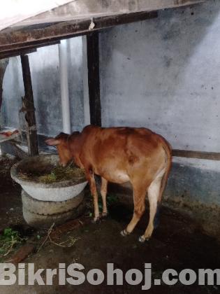 লাল রঙের একটি গরু বিক্রি করা হবে।